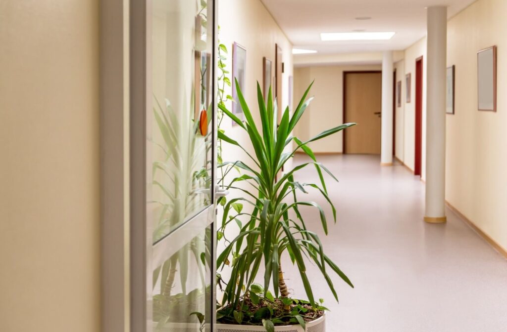 a fern sits in a clean hallway of a well-designed skilled nursing home